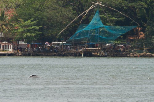 Dolphin in Vembanad Lake