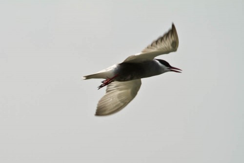 Common Tern