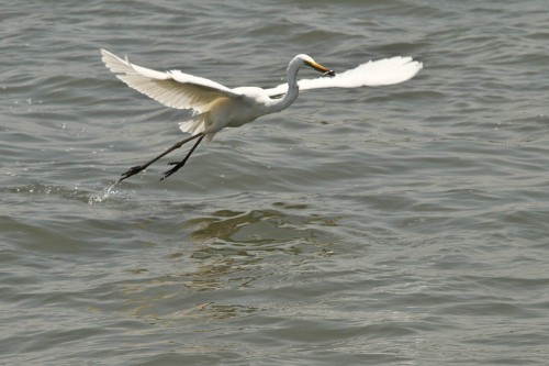 Fishing Great Egret