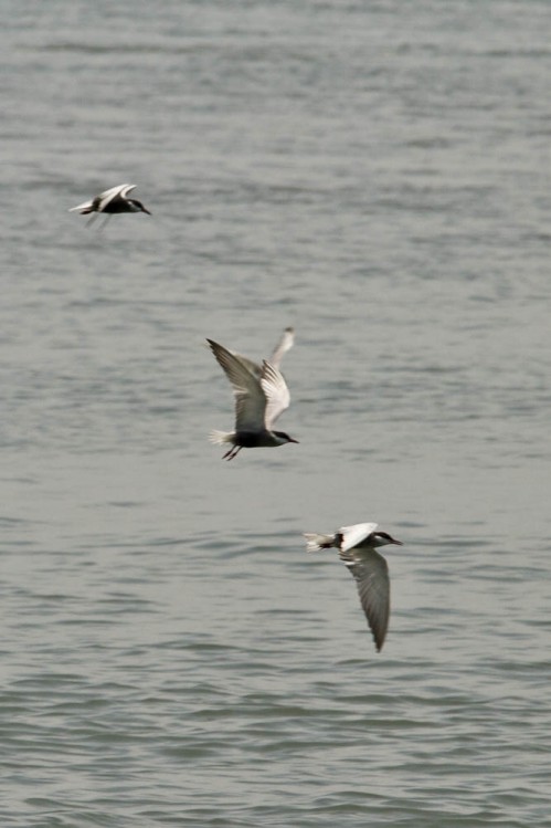 Common Terns on Vembanad lake