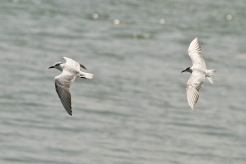 Whiskered Terns on Vembanad lake