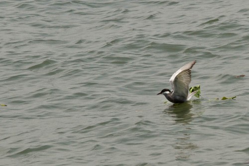 Common Tern on Vembanad lake