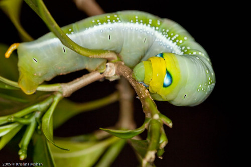 Final instar of Oleander Hawk Moth Caterpillar