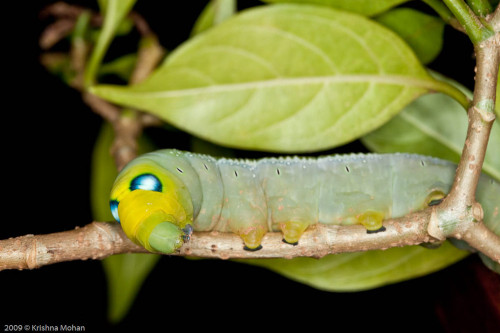 Oleander Hawk Moth Caterpillar