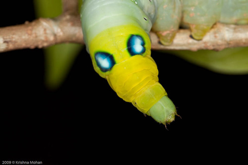 Defensive pose of Oleander Hawk Moth Caterpillar