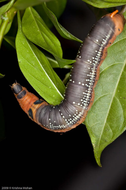 Pre-Pupal Stage of Oleander Hawk-Moth Caterpillar