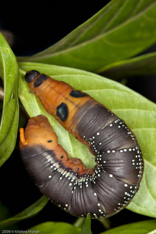 Pre Pupal stage of Oleander Hawk Moth Caterpillar