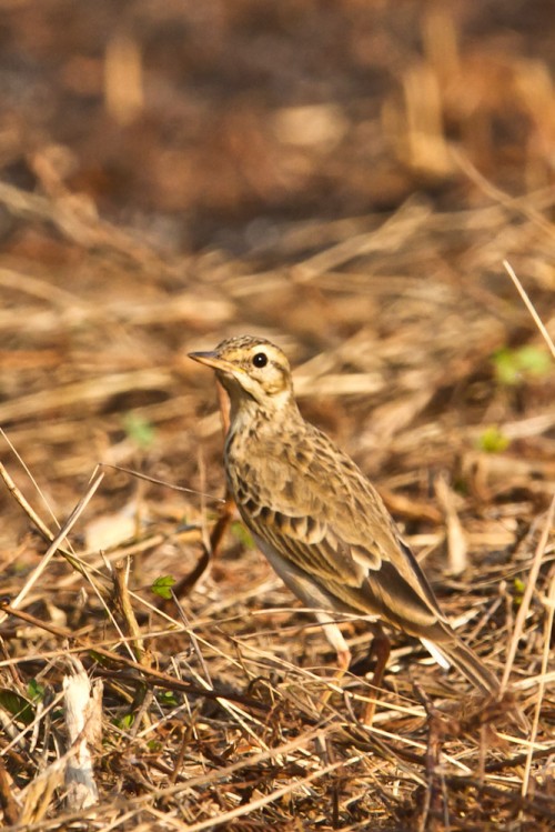 Paddyfield Pipit (Anthus rufulus)