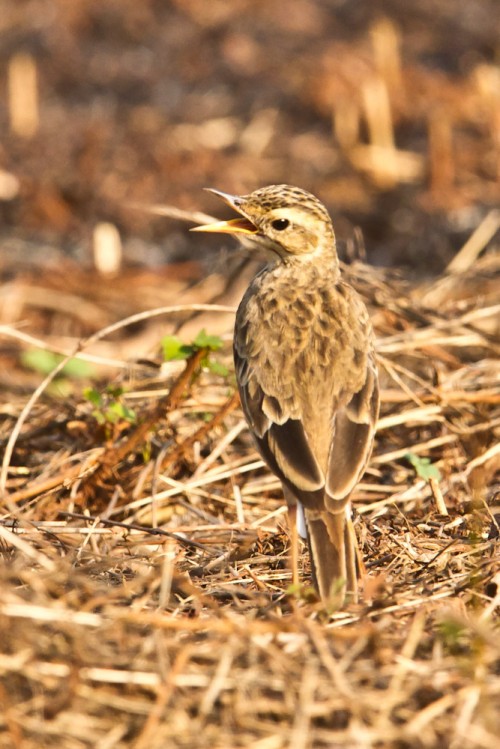 Paddyfield Pipit (Anthus rufulus)