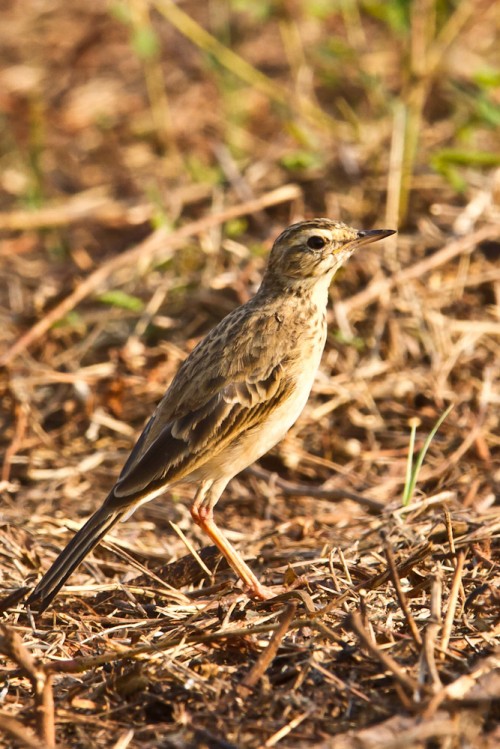 Paddyfield Pipit (Anthus rufulus)