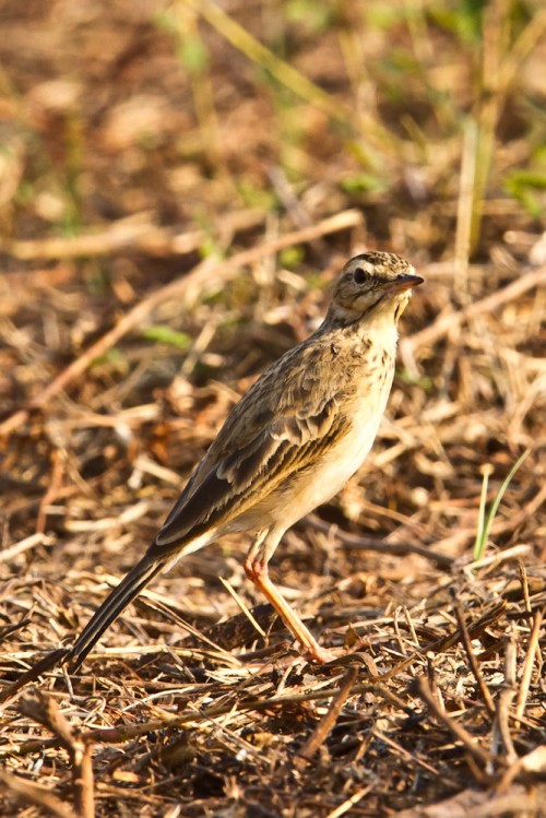 Paddyfield Pipit (Anthus rufulus)