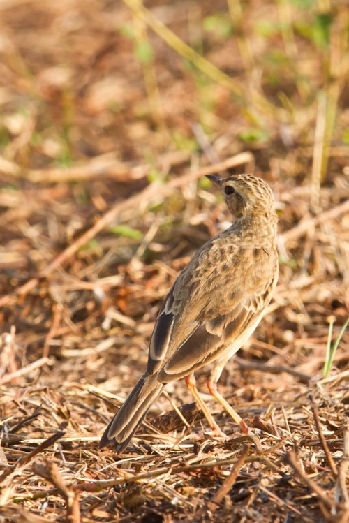 Paddyfield Pipit (Anthus rufulus)