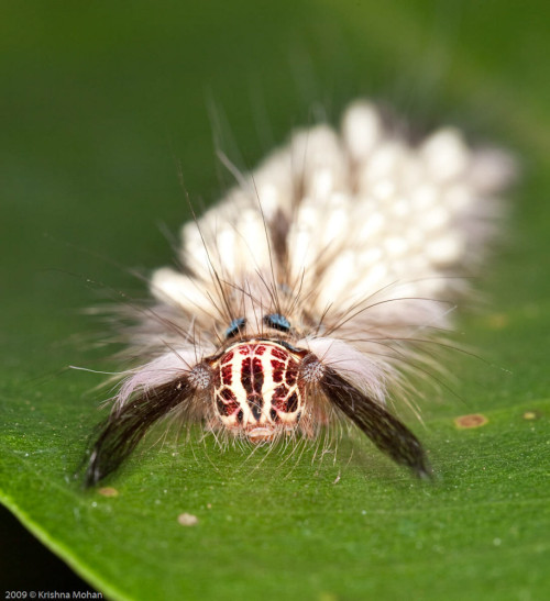 Parasitoid Wasp On Tarbala Closeup