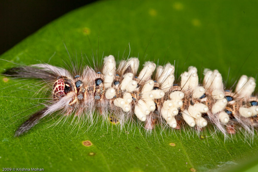 Parasitoid Wasp Pupae on Tarbala Caterpillar