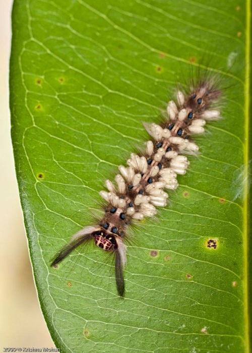 Parasitoid Wasp Puape On Tarbala Caterpillar