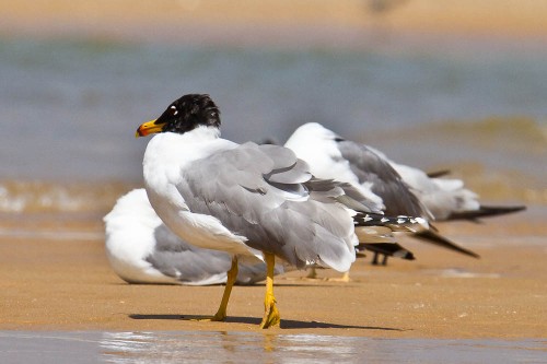 Pallas's Gull along with few juveniles