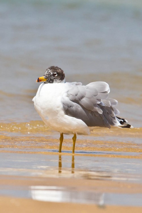 Pallas's Gull