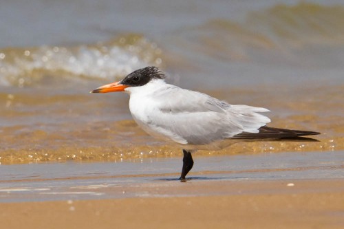 The Caspian Tern