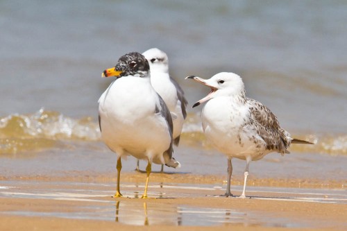 Pallas's Gulls