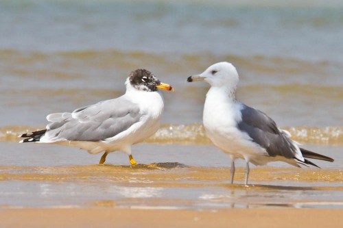 Pallas's Gulls