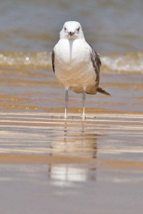 Pallas's Gull