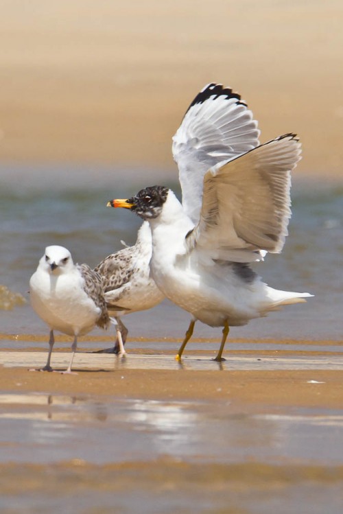 Pallas's Gulls