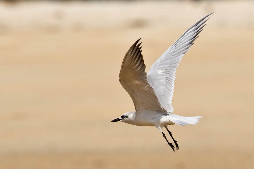 The Gull-billed Tern in flight