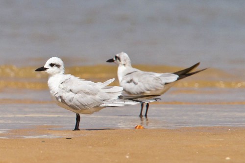 The Gull-billed Terns