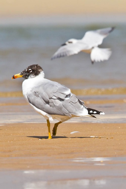 Pallas's Gull and The Gull-billed Tern