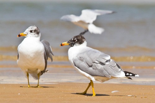 Pallas's Gull and The Gull-billed Tern in  flight