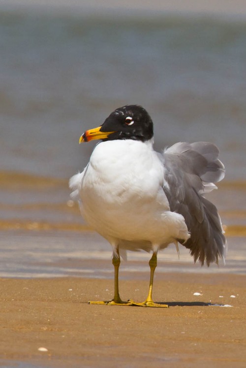 Pallas's Gull