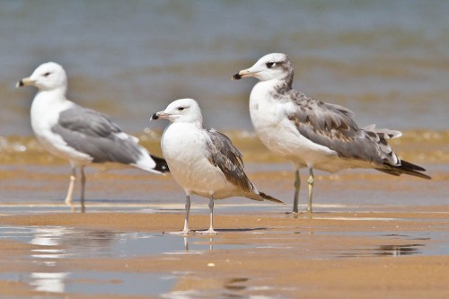 Pallas's Gulls