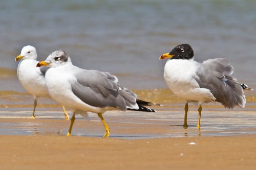 Pallas's Gulls