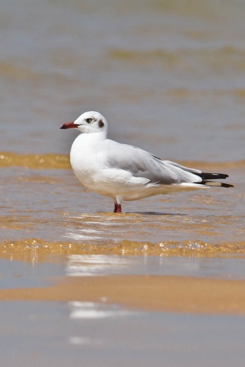 The Brown-headed Gull