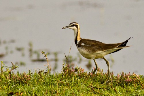 Pheasant-tailed Jacana