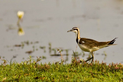 Pheasant-tailed Jacana