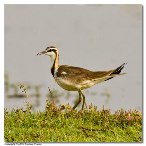 Pheasant-tailed Jacana