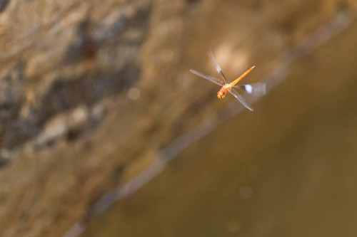 Male Coral-tailed Cloudwing