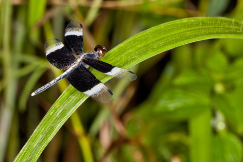 Male Pied Paddy Skimmer(Neurothemis tullia)