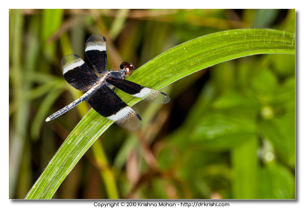 Male Pied Paddy Skimmer(Neurothemis tullia)