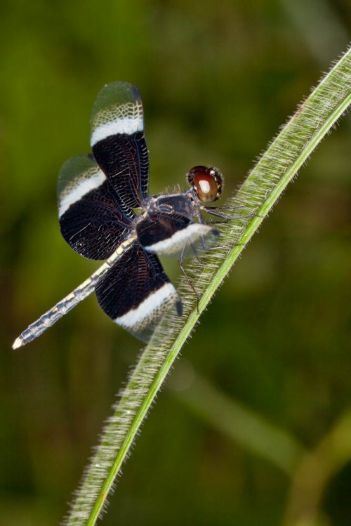 Male Pied Paddy Skimmer(Neurothemis tullia)