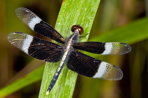 Male Pied Paddy Skimmer(Neurothemis tullia)