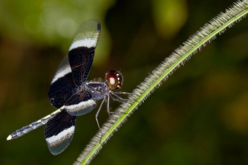 Male Pied Paddy Skimmer(Neurothemis tullia)