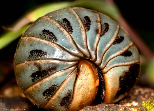 Pill Millipede