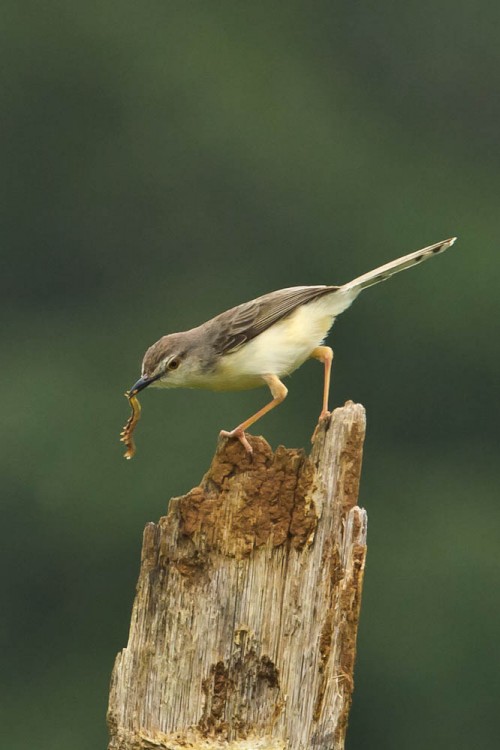 Plain Prinia Feeding on Caterpillar