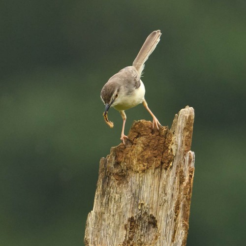 Plain Prinia Feeding on Caterpillar