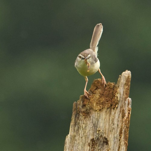 Plain Prinia Feeding on Caterpillar