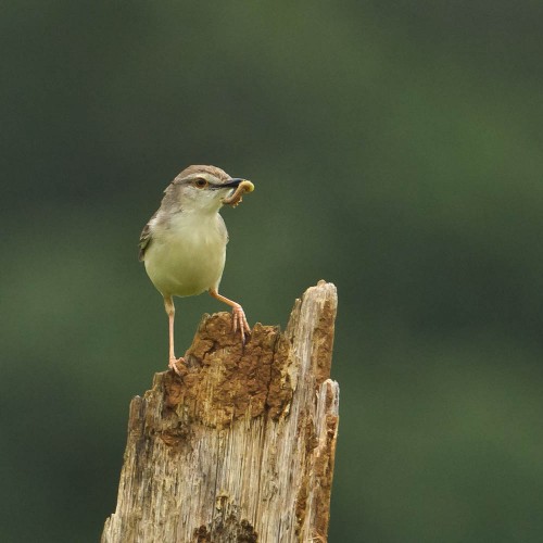 Plain Prinia Feeding on Caterpillar