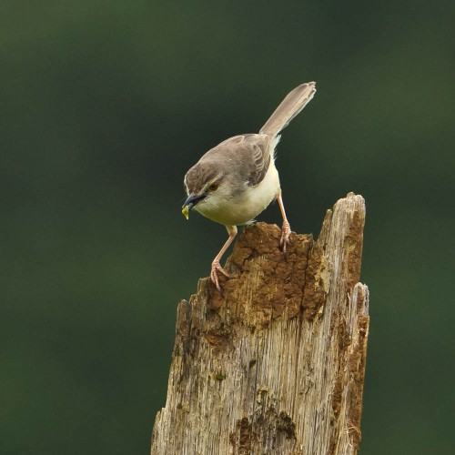 Plain Prinia Feeding on Caterpillar