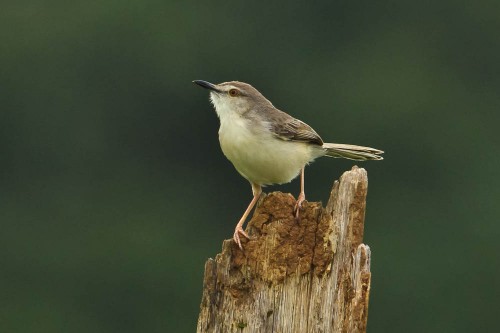 Plain Prinia Feeding on Caterpillar